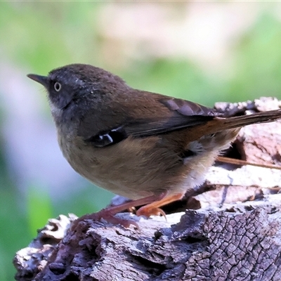 Sericornis frontalis (White-browed Scrubwren) at Splitters Creek, NSW - 26 Sep 2024 by KylieWaldon