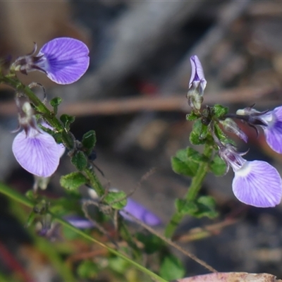 Pigea monopetala at Bundanoon, NSW - 17 Sep 2024 by Curiosity