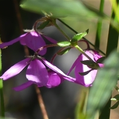 Tetratheca thymifolia (Black-eyed Susan) at Bundanoon, NSW - 17 Sep 2024 by Curiosity