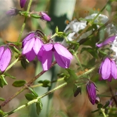 Tetratheca thymifolia at Bundanoon, NSW - 17 Sep 2024