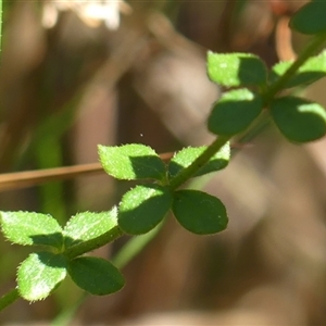 Tetratheca thymifolia at Bundanoon, NSW - 17 Sep 2024