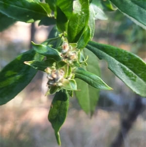 Prostanthera lasianthos at Bermagui, NSW - 28 Sep 2024 08:03 AM