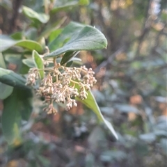 Pomaderris cinerea at Bermagui, NSW - 28 Sep 2024 01:59 PM