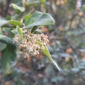 Pomaderris cinerea at Bermagui, NSW - 28 Sep 2024