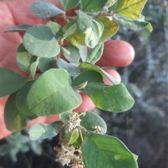Pomaderris cinerea at Bermagui, NSW - 28 Sep 2024 01:59 PM