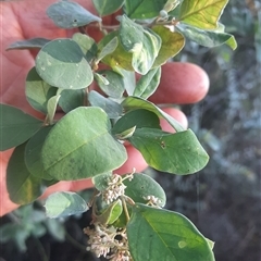 Pomaderris cinerea at Bermagui, NSW - 28 Sep 2024