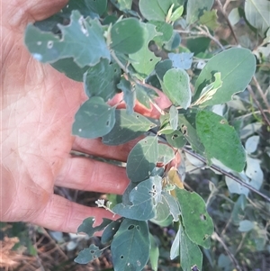 Pomaderris cinerea at Bermagui, NSW - 28 Sep 2024