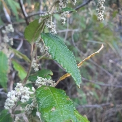 Pomaderris aspera (Hazel Pomaderris) at Bermagui, NSW - 27 Sep 2024 by TheCrossingLand