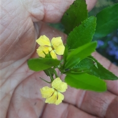 Goodenia ovata (Hop Goodenia) at Bermagui, NSW - 27 Sep 2024 by TheCrossingLand