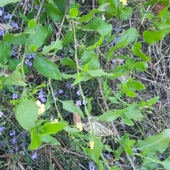 Goodenia ovata at Bermagui, NSW - 28 Sep 2024 07:49 AM