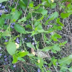 Goodenia ovata at Bermagui, NSW - 28 Sep 2024 07:49 AM