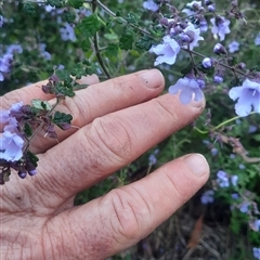 Prostanthera incisa (Cut-leaf Mint-bush) at Bermagui, NSW - 27 Sep 2024 by TheCrossingLand