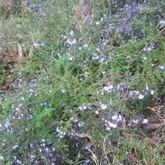 Prostanthera incisa at Bermagui, NSW - 28 Sep 2024 07:44 AM