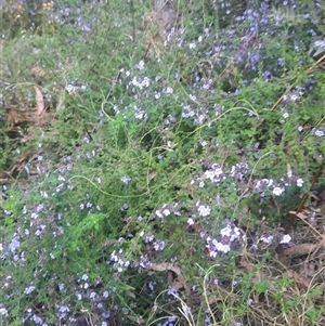 Prostanthera incisa at Bermagui, NSW - 28 Sep 2024 07:44 AM