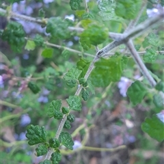 Prostanthera incisa at Bermagui, NSW - 28 Sep 2024 07:44 AM