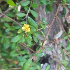 Hibbertia aspera subsp. aspera at Bermagui, NSW - 28 Sep 2024 07:29 AM