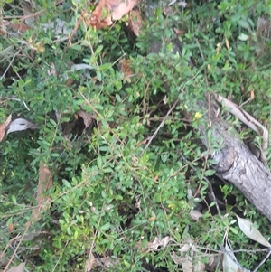 Hibbertia aspera subsp. aspera at Bermagui, NSW - 28 Sep 2024 07:29 AM