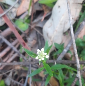 Stackhousia monogyna at Bermagui, NSW - 28 Sep 2024 07:24 AM