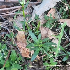 Stackhousia monogyna at Bermagui, NSW - 28 Sep 2024 07:24 AM