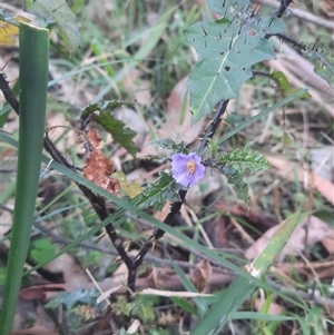 Solanum prinophyllum at Bermagui, NSW - 28 Sep 2024 11:25 AM