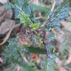 Solanum prinophyllum at Bermagui, NSW - 28 Sep 2024 11:25 AM