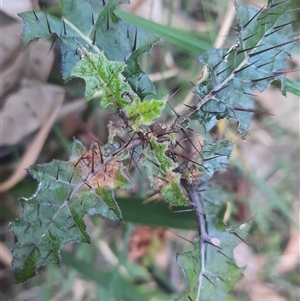 Solanum prinophyllum at Bermagui, NSW - 28 Sep 2024