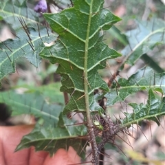 Solanum prinophyllum at Bermagui, NSW - 28 Sep 2024