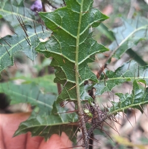 Solanum prinophyllum at Bermagui, NSW - 28 Sep 2024