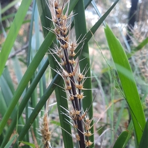 Lomandra longifolia at Bermagui, NSW - 28 Sep 2024