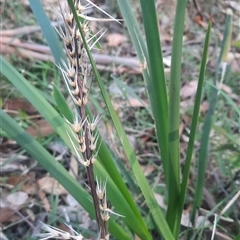 Lomandra longifolia at Bermagui, NSW - 28 Sep 2024