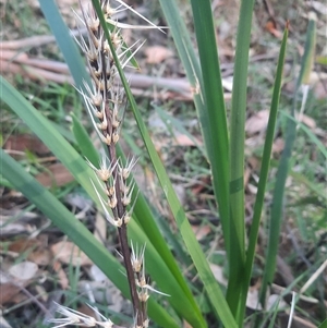 Lomandra longifolia at Bermagui, NSW - 28 Sep 2024