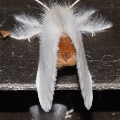 Noctuoidea (superfamily) at Sheldon, QLD - 24 Sep 2024 by PJH123