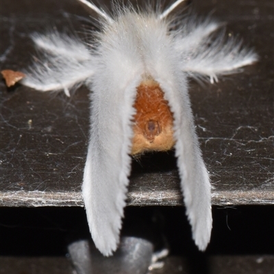 Noctuoidea (superfamily) at Sheldon, QLD - 24 Sep 2024 by PJH123