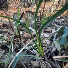 Dianella sp. (Flax Lily) at Bermagui, NSW - 27 Sep 2024 by TheCrossingLand