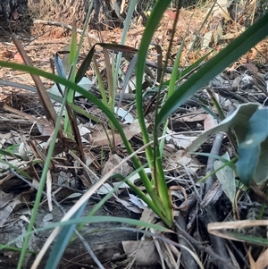 Dianella sp. at Bermagui, NSW - 28 Sep 2024 07:10 AM