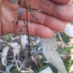 Dianella sp. at Bermagui, NSW - 28 Sep 2024 07:10 AM