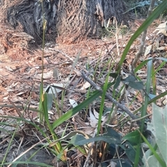 Dianella sp. at Bermagui, NSW - 28 Sep 2024