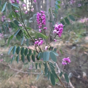 Indigofera australis subsp. australis at Bermagui, NSW - 28 Sep 2024