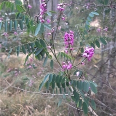 Indigofera australis subsp. australis at Bermagui, NSW - 28 Sep 2024