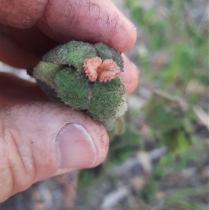 Correa reflexa at Bermagui, NSW - 28 Sep 2024