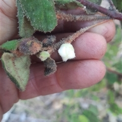 Correa reflexa at Bermagui, NSW - 28 Sep 2024