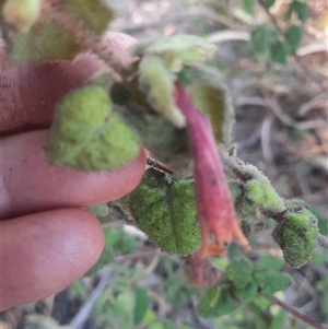 Correa reflexa at Bermagui, NSW - 28 Sep 2024