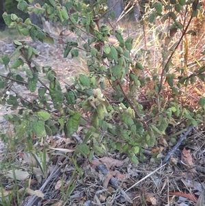 Correa reflexa at Bermagui, NSW - 28 Sep 2024 06:57 AM