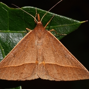 Epidesmia chilonaria at Sheldon, QLD - suppressed