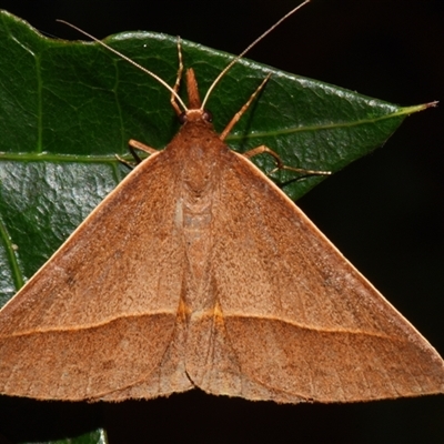 Epidesmia chilonaria (Golden-winged Epidesmia) at Sheldon, QLD - 24 Sep 2024 by PJH123