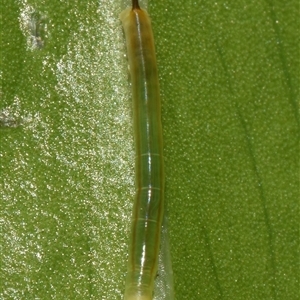 Eupanacra splendens at Sheldon, QLD - 24 Sep 2024