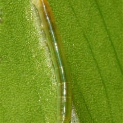 Eupanacra splendens at Sheldon, QLD - 24 Sep 2024