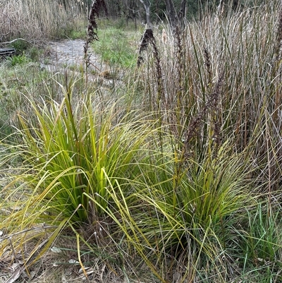 Gahnia sieberiana (Red-fruit Saw-sedge) at Lawson, ACT - 28 Sep 2024 by lbradley