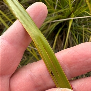 Gahnia sieberiana at Lawson, ACT - suppressed