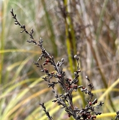 Gahnia sieberiana at Lawson, ACT - 28 Sep 2024